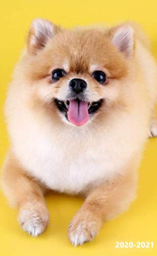 2020-2021 Monthly Planner: Pocket Planner 2-Year Small Size, Monthly, Password Log, Phone Book, Birthday Log, Federal Holidays Pocket Size 4" x 6.5" Pomeranian Dog