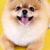 2020-2021 Monthly Planner: Pocket Planner 2-Year Small Size, Monthly, Password Log, Phone Book, Birthday Log, Federal Holidays Pocket Size 4" x 6.5" Pomeranian Dog