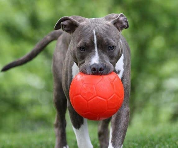 Jolly Pets 8" Soccer Ball, Orange, Large/X-Large Large/XL (8 in Diameter)