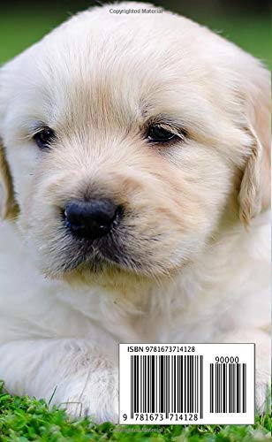 2020-2021 Monthly Planner: Pocket Planner 2-Year Small Size, Monthly, Password Log, Phone Book, Birthday Log, Federal Holidays Pocket Size 4" x 6.5" Puppies Golden Retriever