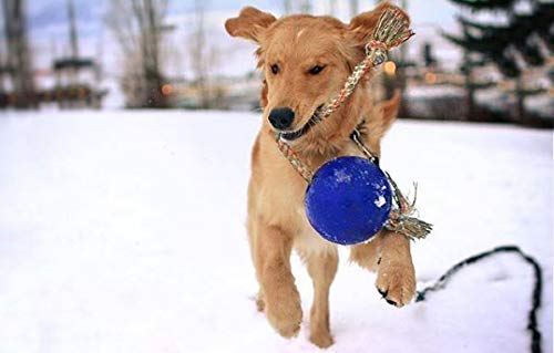 Jolly Pets Romp-n-Roll Rope and Ball Dog Toy, 6 Inches/Medium, Blue