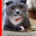 2020 Weekly & Monthly Planner: I Love Scottish Fold Cats Large Organizer Diary with Goal Setting and Gratitude Sections (Positive Life Planner)