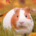 2020 Weekly & Monthly Planner: Guinea Pig Large Organizer Diary with Goal Setting and Gratitude Sections, Fall (Nature and Animals)