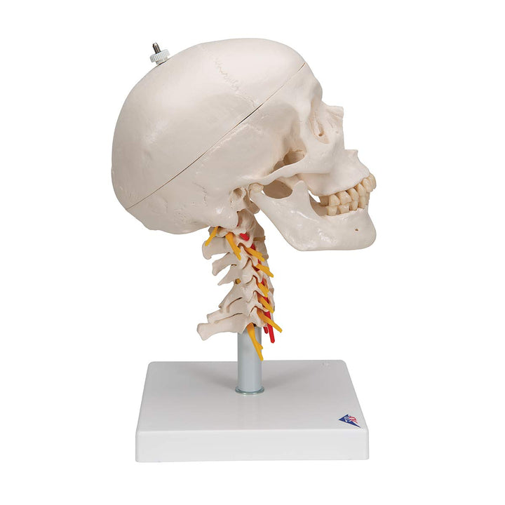 3B Scientific A20/1 Classic Skull on Cervical Spine 4-part - 3B Smart Anatomy 4-part skull on cervical spine