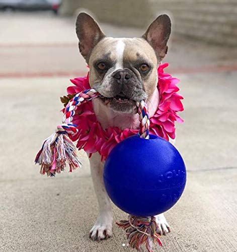 Jolly Pets Romp-n-Roll Rope and Ball Dog Toy, 6 Inches/Medium, Blue