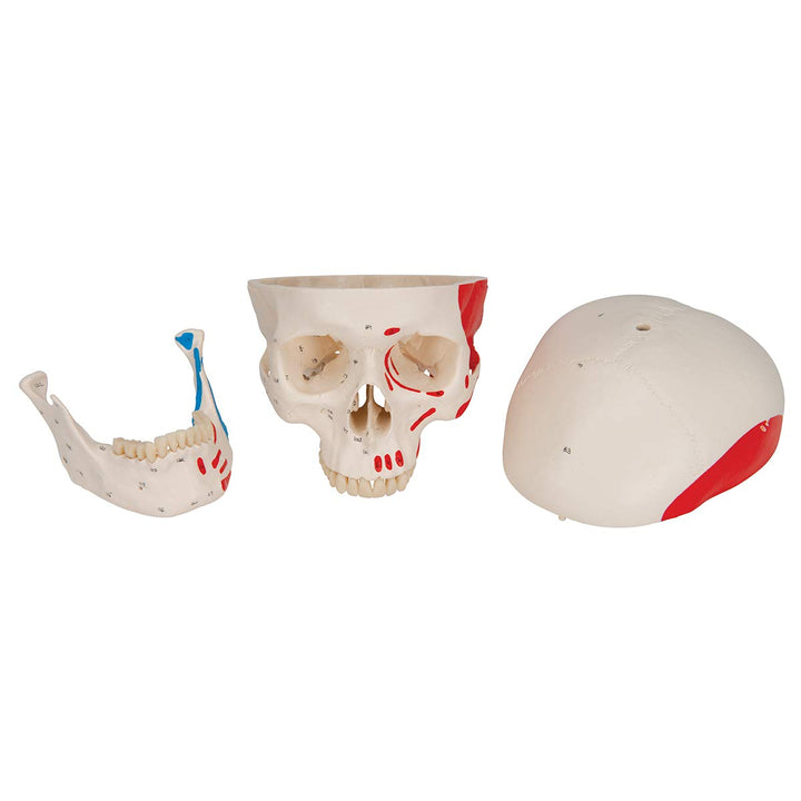 3B Scientific A23 Classic Skull painted 3-part - 3B Smart Anatomy 3-part skull with painted origins and insertions