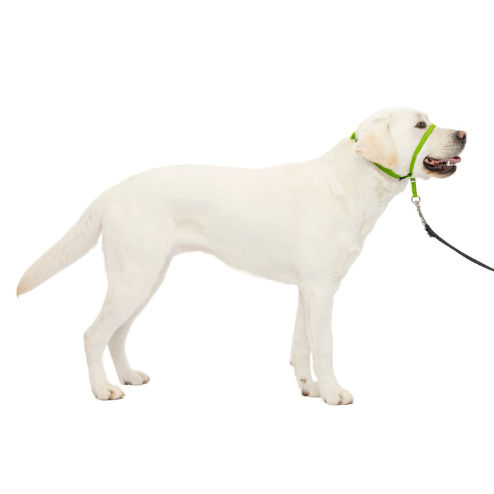 PetSafe Gentle Leader No-Pull Dog Headcollar - The Ultimate Solution to Pulling - Redirects Your Dog's Pulling For Easier Walks - Helps You Regain Control - Large, Apple Green