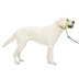 PetSafe Gentle Leader No-Pull Dog Headcollar - The Ultimate Solution to Pulling - Redirects Your Dog's Pulling For Easier Walks - Helps You Regain Control - Large, Apple Green