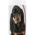 Healthy Breeds Black and Tan Coonhound Deodorizing Shampoo 16 oz