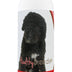 Healthy Breeds Spanish Water Dog Tearless Puppy Dog Shampoo 16 oz