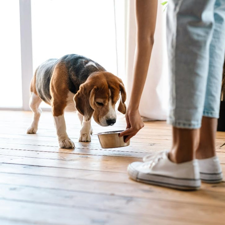 Van Ness Pets Small Lightweight Stainless Steel Dog Bowl, 16 OZ Food And Water Dish 16 OZ.