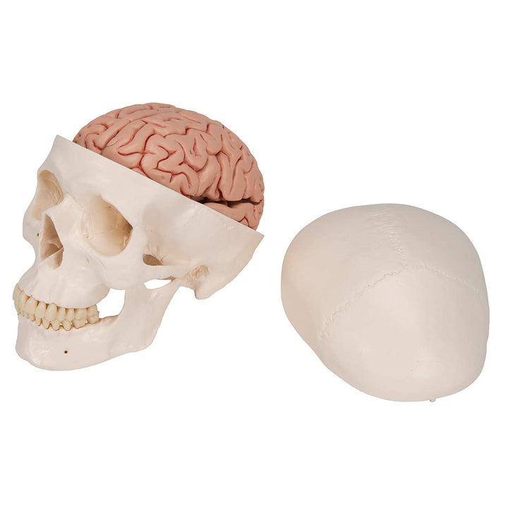 3B Scientific A20/9 Classic Skull w/ Brain 5-part - 3B Smart Anatomy 3-part skull with 5-part brain