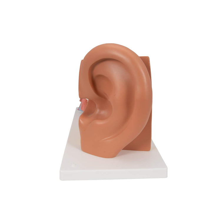 3B Scientific E10 Giant Ear-Classic Version 3x life-size 4 part - 3B Smart Anatomy Ear, 4-part