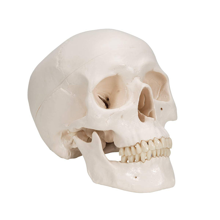 3B Scientific A20/9 Classic Skull w/ Brain 5-part - 3B Smart Anatomy 3-part skull with 5-part brain