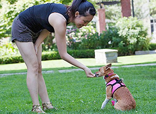 RC Pet Products Cirque Soft Walking Step-in Dog Harness, Medium, Tan Tartan