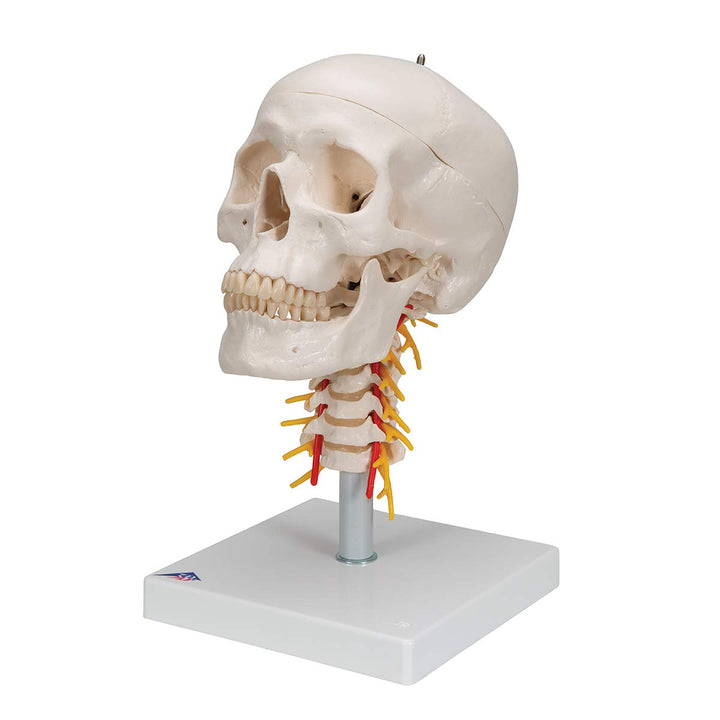 3B Scientific A20/1 Classic Skull on Cervical Spine 4-part - 3B Smart Anatomy 4-part skull on cervical spine