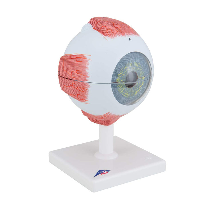 3B Scientific F10 Eye 5 times full-size 6-part - 3B Smart Anatomy Eye, 5 times full-size, 6-part