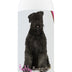 Healthy Breeds Bouvier des Flandres Chamomile Soothing Dog Shampoo 8 oz