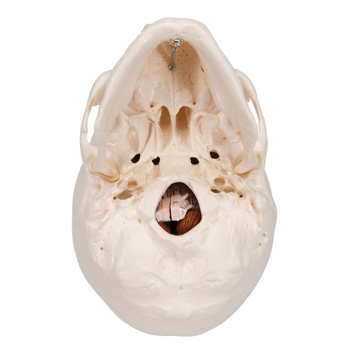 3B Scientific A20/9 Classic Skull w/ Brain 5-part - 3B Smart Anatomy 3-part skull with 5-part brain