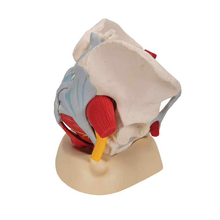 3B Scientific H20/4 Female Pelvis w/ Ligaments 6 Part - 3B Smart Anatomy Female Pelvis with pelvic floor, vessels, nerves, ligaments and organs, 6-part