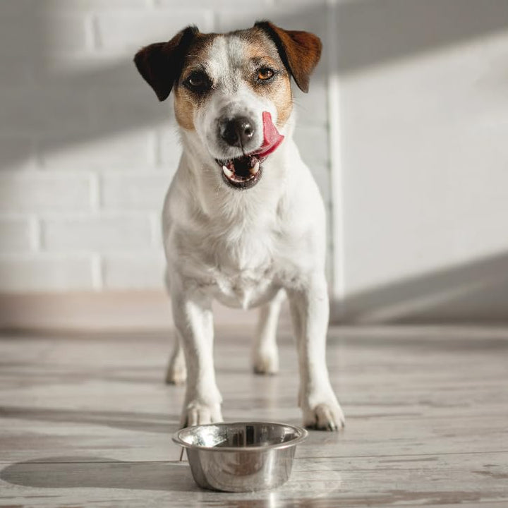 Van Ness Pets Small Lightweight Stainless Steel Dog Bowl, 16 OZ Food And Water Dish 16 OZ.