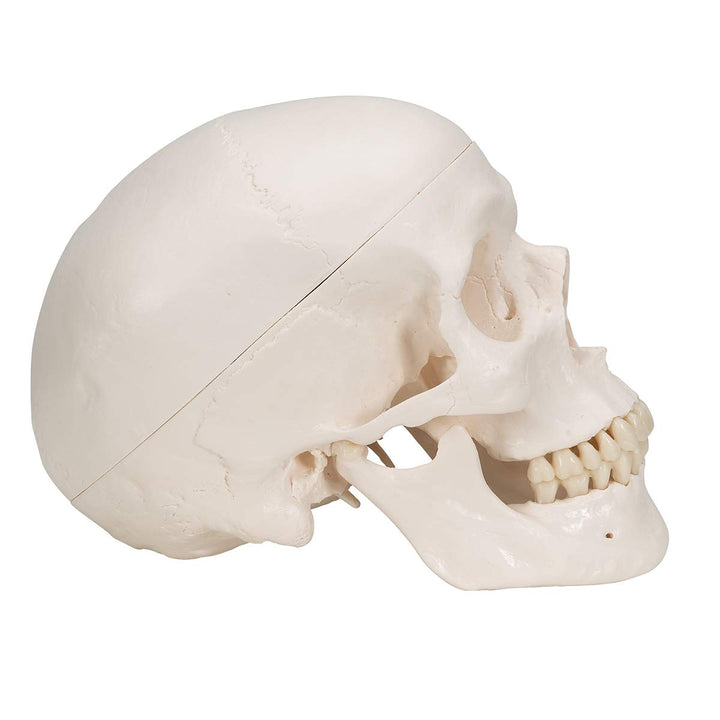 3B Scientific A20/9 Classic Skull w/ Brain 5-part - 3B Smart Anatomy 3-part skull with 5-part brain