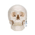 3B Scientific A20/9 Classic Skull w/ Brain 5-part - 3B Smart Anatomy 3-part skull with 5-part brain