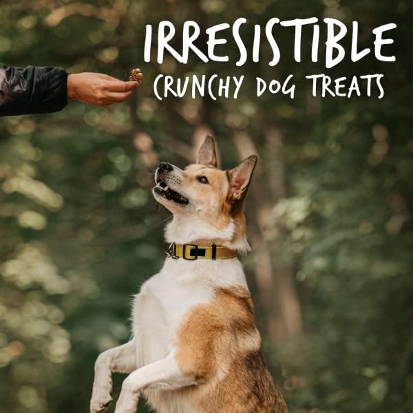 Fruitables Biggies Dog Biscuits – Crunchy Dog Biscuits Made with Pumpkin – Healthy Dog Treats Packed with Real Fruit Flavor – Free of Wheat, Corn and Soy – Peanut Butter & Banana – 16 oz 1 Pound (Pack of 1)