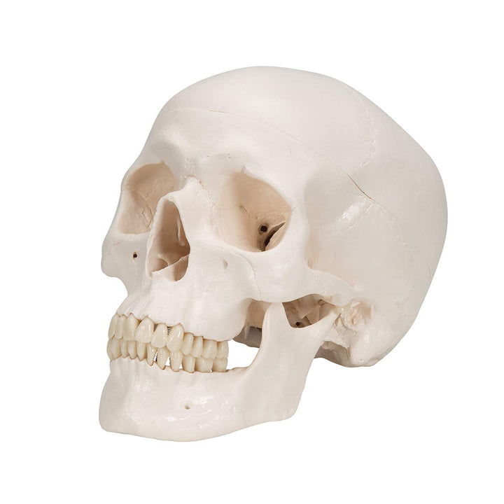 3B Scientific A20/9 Classic Skull w/ Brain 5-part - 3B Smart Anatomy 3-part skull with 5-part brain