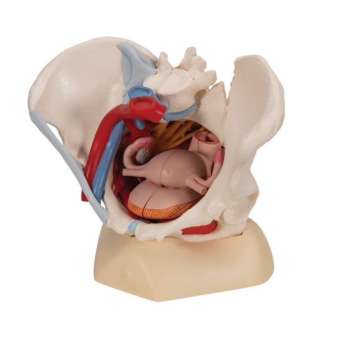 3B Scientific H20/4 Female Pelvis w/ Ligaments 6 Part - 3B Smart Anatomy Female Pelvis with pelvic floor, vessels, nerves, ligaments and organs, 6-part