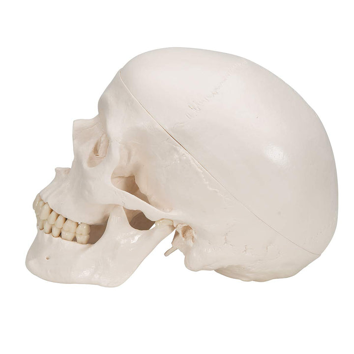 3B Scientific A20/9 Classic Skull w/ Brain 5-part - 3B Smart Anatomy 3-part skull with 5-part brain