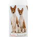 Healthy Breeds Basenji Smelly Dog Baking Soda Shampoo 8 oz