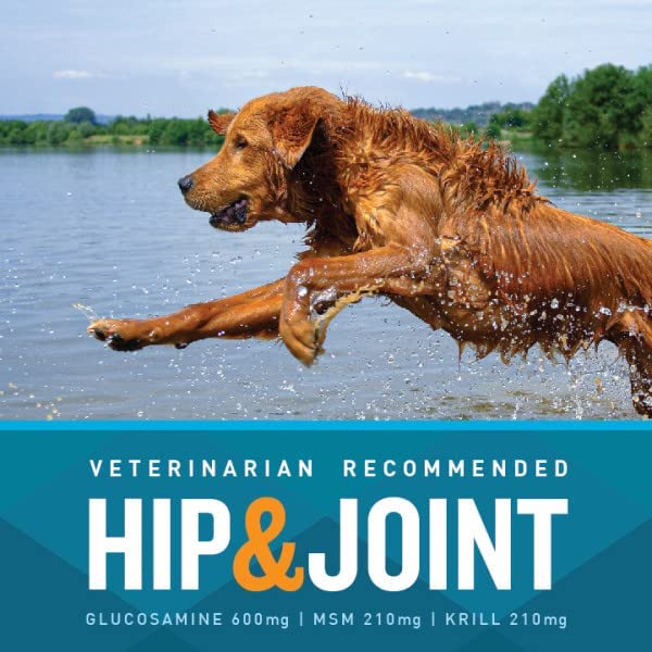 VetIQ Glucosamine Hip & Joint Supplement for Dogs, 60 Soft Chews, Dog Joint Support Supplement with MSM and Krill, Dog Health Supplies Large & Small Breed, Chicken Flavored Chewables Standard Strength 60 Count (Pack of 1)
