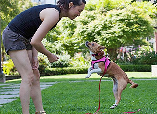 RC Pet Products Step in Cirque Soft Walking Dog Harness, Small, Black