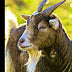 2020 Planner - Goat - Daily and Monthly Planner: The Perfect Gift - 2020 Planner for Goat Lovers - Men, Women, Teens and Kids Love these Diaries