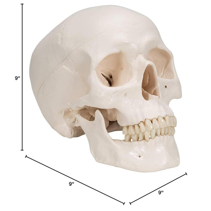 3B Scientific A20/9 Classic Skull w/ Brain 5-part - 3B Smart Anatomy 3-part skull with 5-part brain