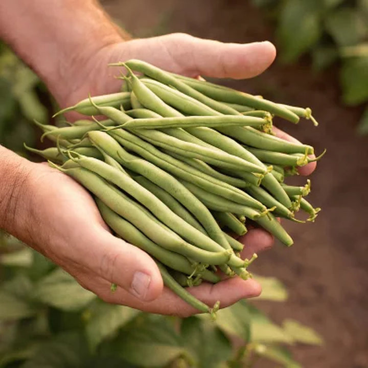 Del Monte Fancy Cut Green Beans, 101Oz.