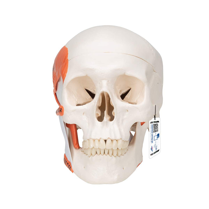 3B Scientific A24 Functional Skull wt Masticator Muscles 2-part - 3B Smart Anatomy 2-part TMJ skull