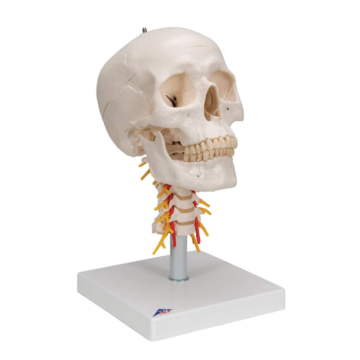 3B Scientific A20/1 Classic Skull on Cervical Spine 4-part - 3B Smart Anatomy 4-part skull on cervical spine