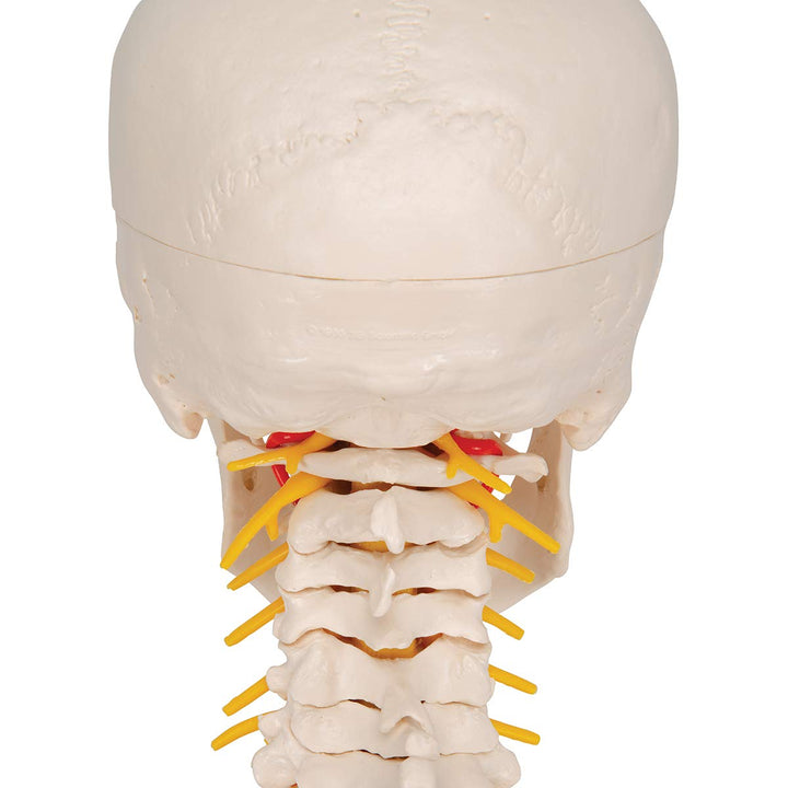 3B Scientific A20/1 Classic Skull on Cervical Spine 4-part - 3B Smart Anatomy 4-part skull on cervical spine