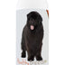 Healthy Breeds Newfoundland Smelly Dog Baking Soda Shampoo 8 oz 8 Fl Oz