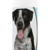 Healthy Breeds Mutt Bright Whitening Shampoo 12 oz