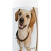 Healthy Breeds Chiweenie Oatmeal Shampoo with Aloe 16 oz