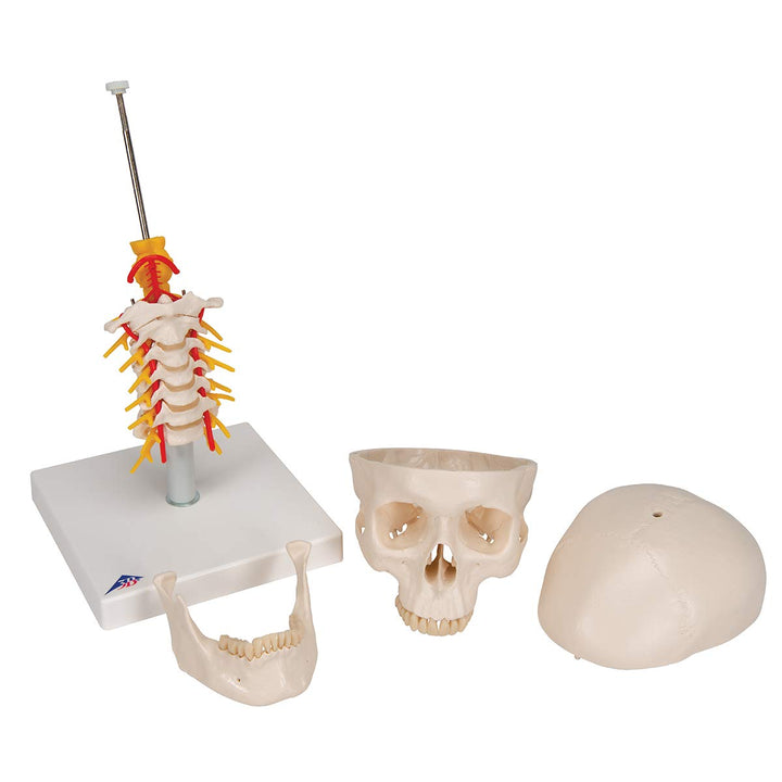 3B Scientific A20/1 Classic Skull on Cervical Spine 4-part - 3B Smart Anatomy 4-part skull on cervical spine