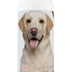 Healthy Breeds Labrador Retriever Smelly Dog Baking Soda Shampoo 8 oz
