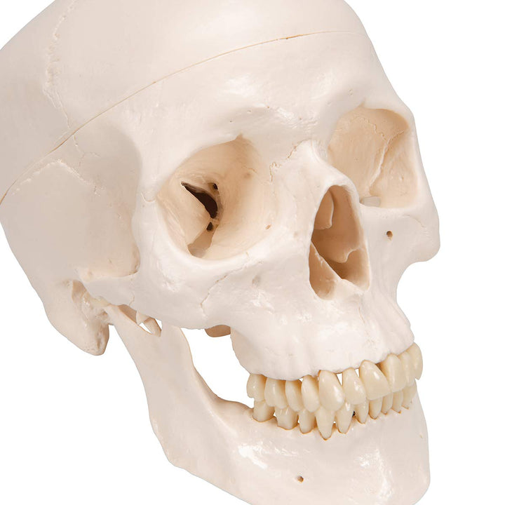 3B Scientific A20/9 Classic Skull w/ Brain 5-part - 3B Smart Anatomy 3-part skull with 5-part brain