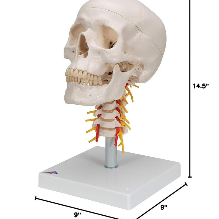 3B Scientific A20/1 Classic Skull on Cervical Spine 4-part - 3B Smart Anatomy 4-part skull on cervical spine