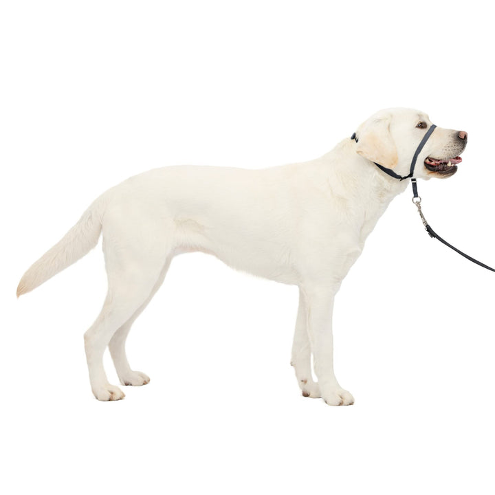 PetSafe Gentle Leader No-Pull Dog Headcollar - The Ultimate Solution to Pulling - Redirects Your Dog's Pulling for Easier Walks - Helps You Regain Control - Large, Charcoal Grey, Charcoal