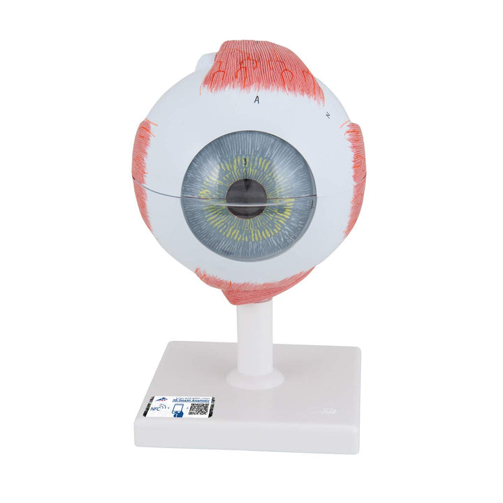 3B Scientific F10 Eye 5 times full-size 6-part - 3B Smart Anatomy Eye, 5 times full-size, 6-part