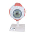 3B Scientific F10 Eye 5 times full-size 6-part - 3B Smart Anatomy Eye, 5 times full-size, 6-part